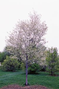 Aperçu du produitAmelanchier glabre Lustre